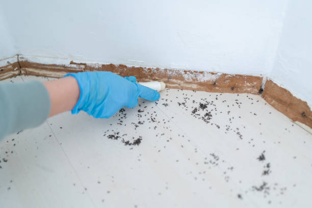 Best Insect Control  in Edgemoor, DE